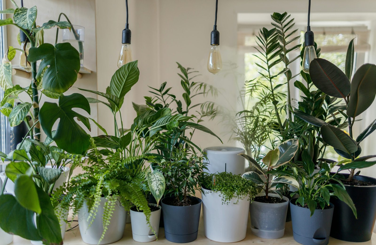 Bird's nest fern with rippled bright green leaves in a humid environment