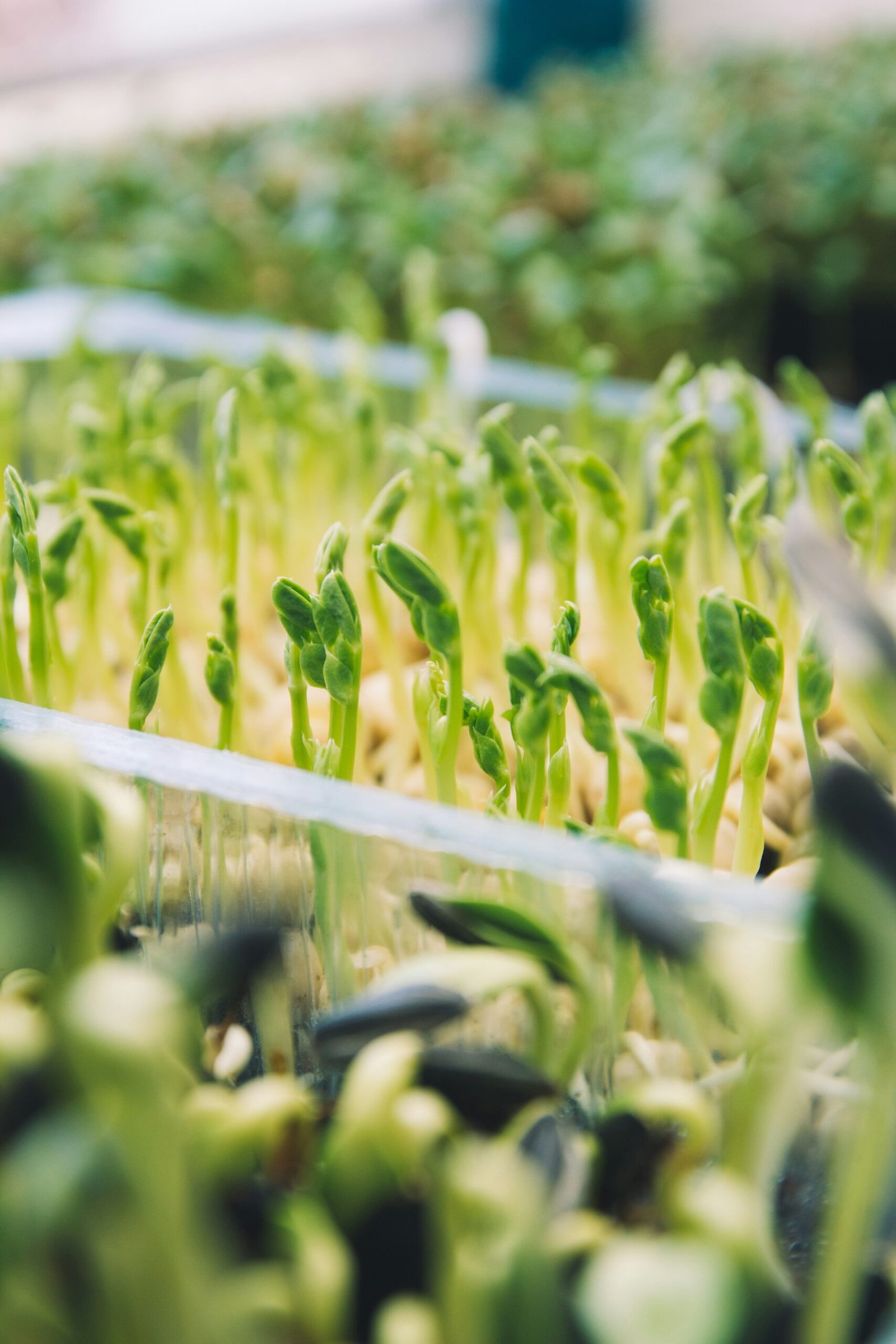 A small bootstrap microgreens setup with a wire rack in an apartment corner