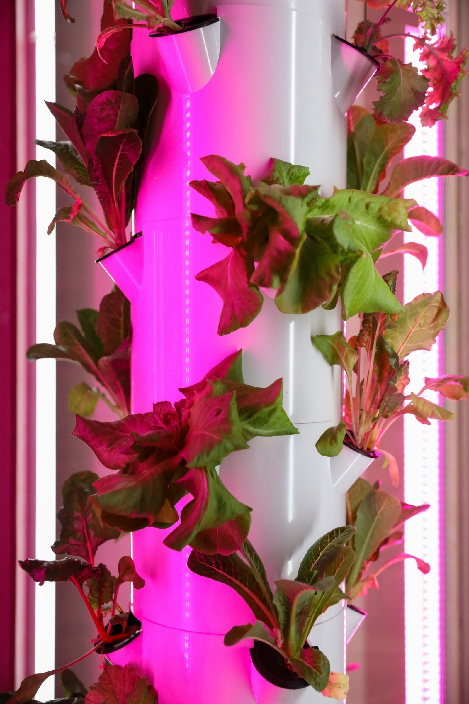 Gardyn-style vertical hydroponic tower with herbs and lettuce growing