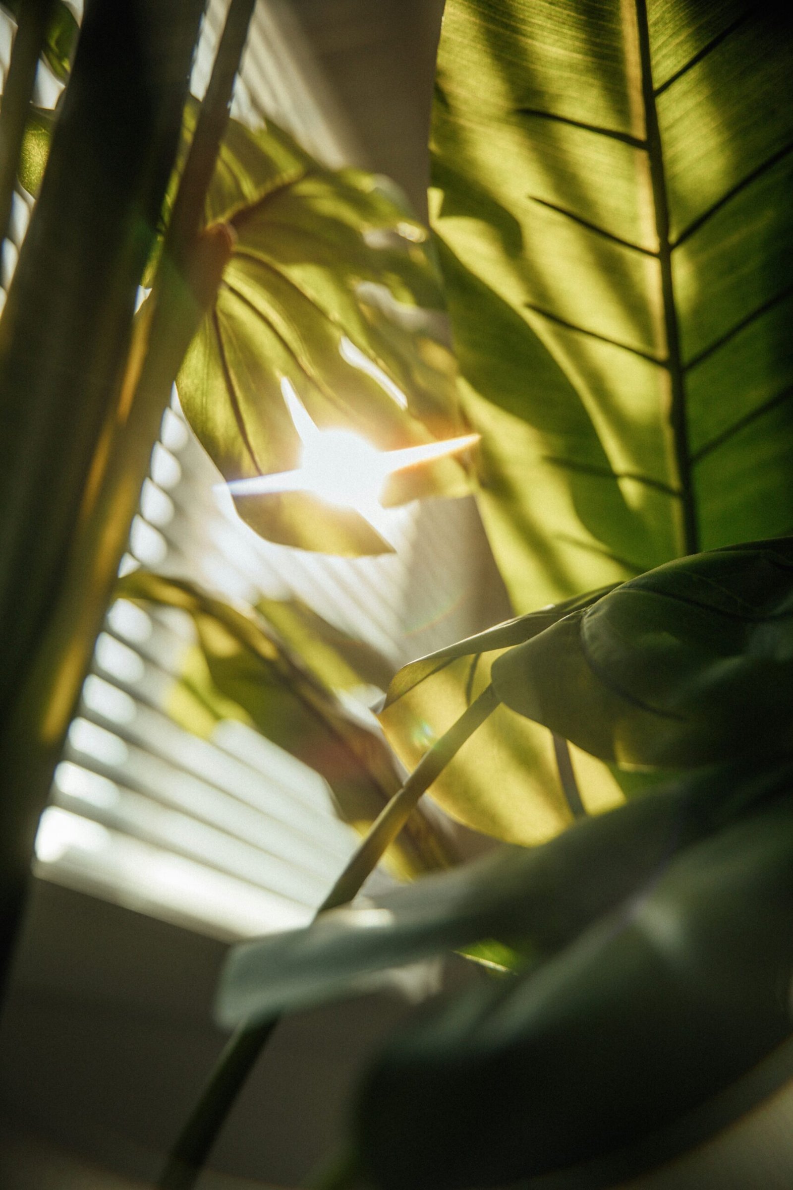A houseplant under a soft grow light in a dim apartment corner