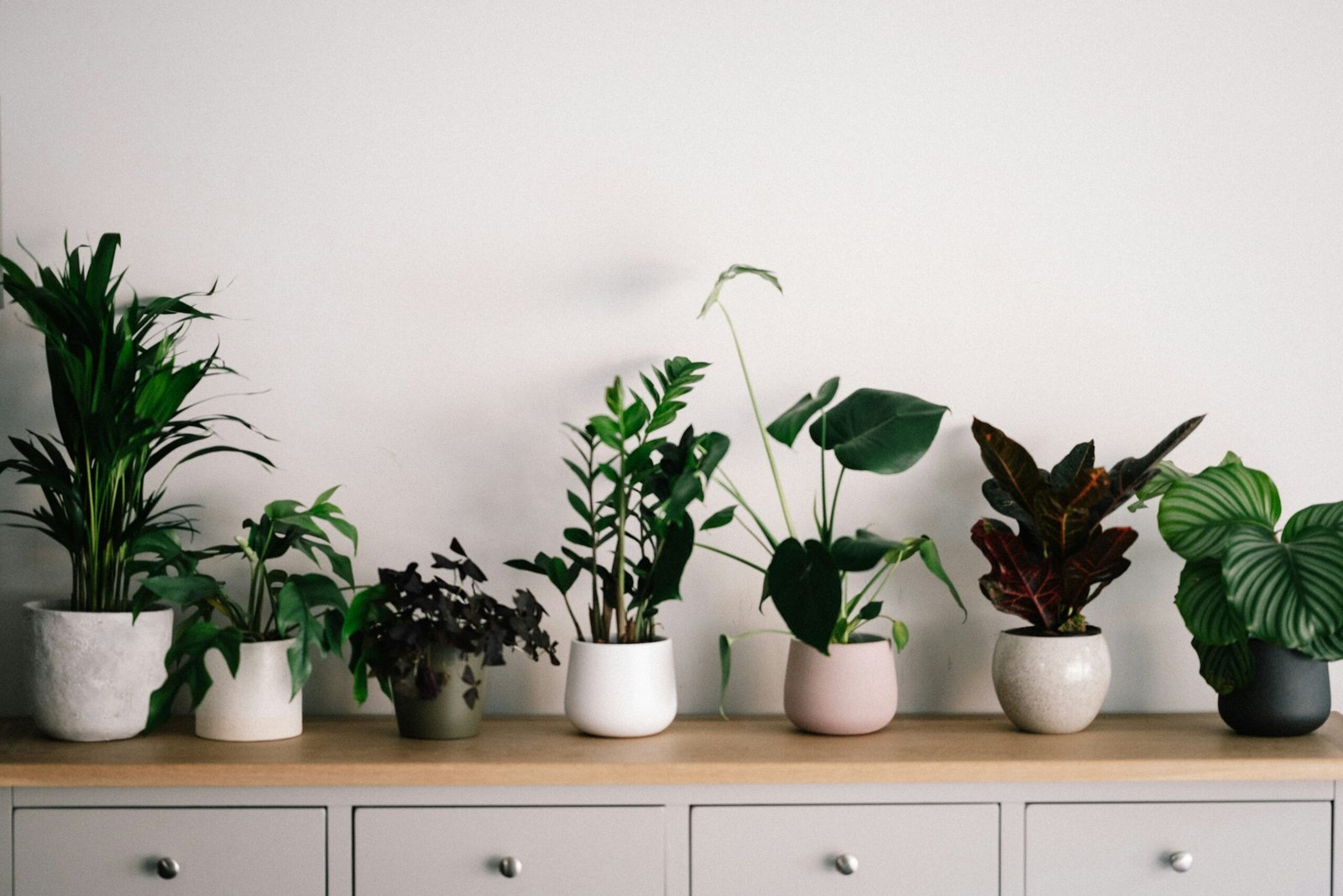 A clean modern apartment corner with a few simple plants on a wooden shelf