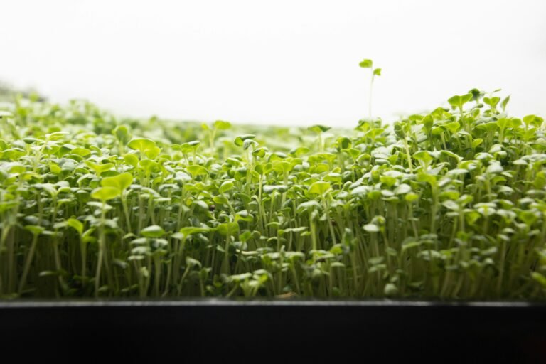 Microgreens scaling equipment with multiple trays and lights on a production rack