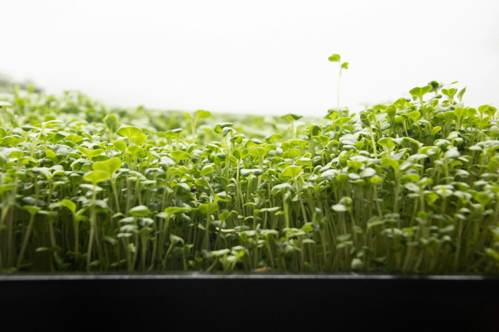 A commercial-style microgreens production rack with dozens of trays growing under professional LED panels
