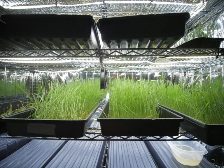 Microgreens starter kit with trays, seeds, a grow light, and basic tools on a kitchen counter