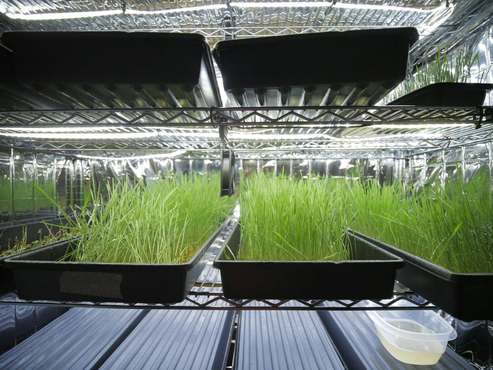 A complete microgreens starter setup with trays, seeds, grow light, and tools on a kitchen counter