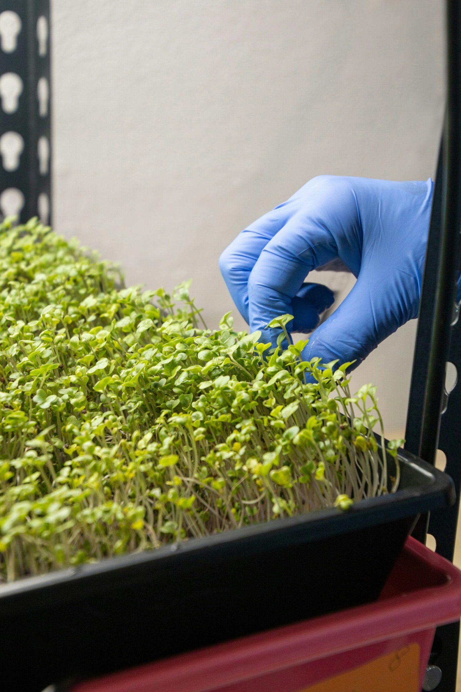 Trays of fresh microgreens — broccoli, radish, and sunflower — growing on a wire rack under LED lights in a small apartment