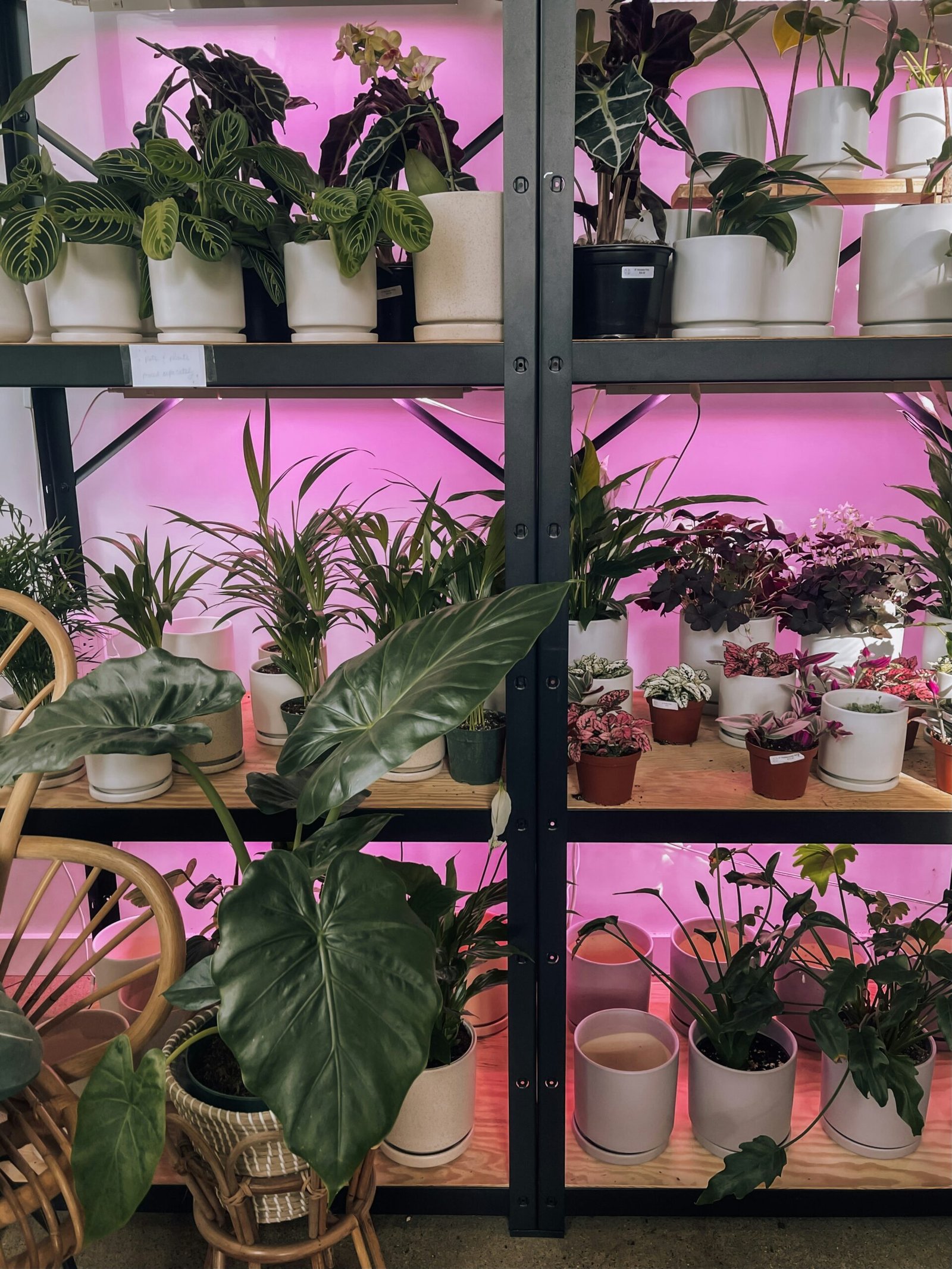 A houseplant near a window with a small clip-on grow light supplementing daylight