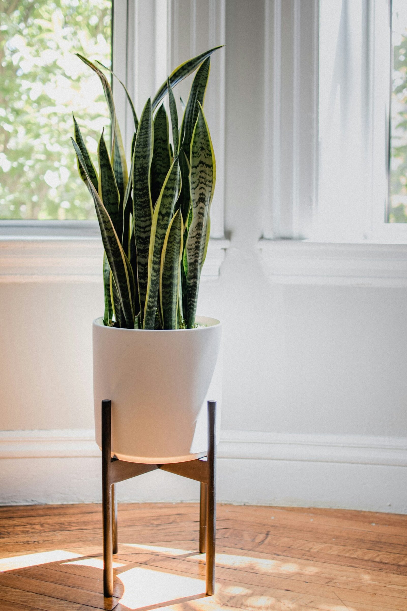 A healthy snake plant in a modern terracotta pot near a window