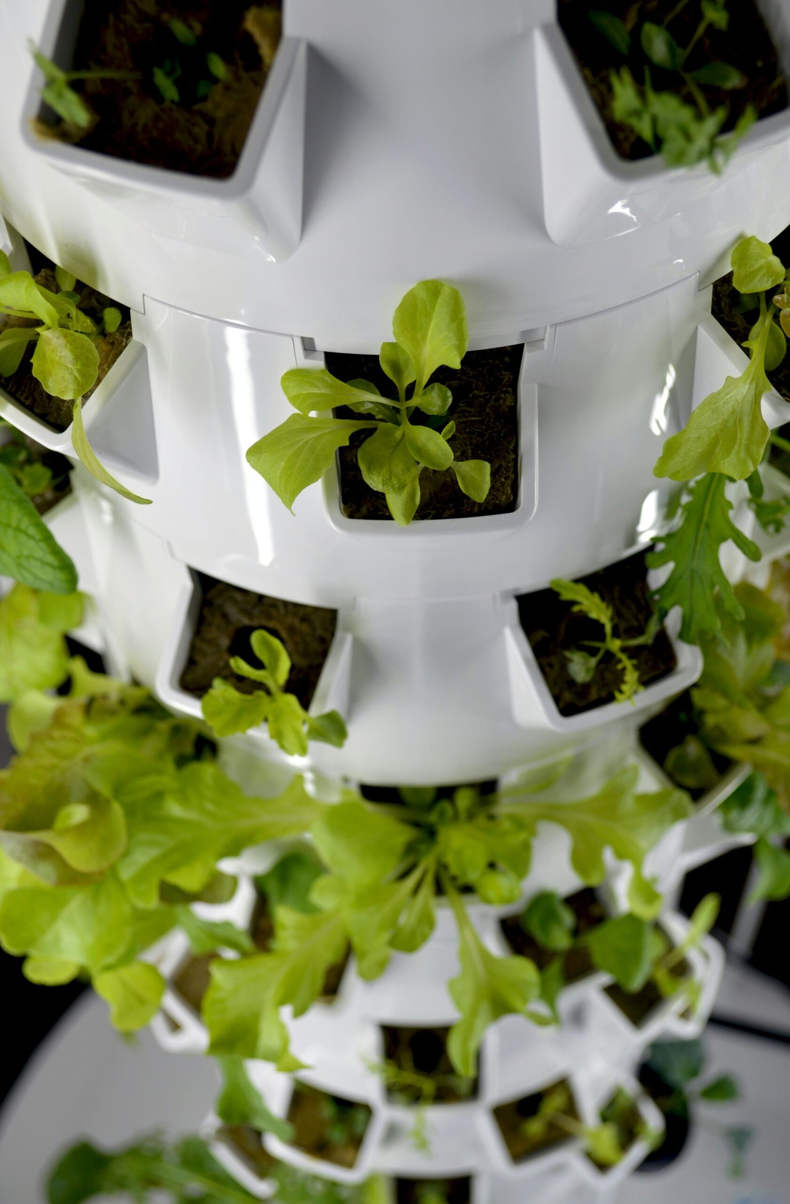 A vertical hydroponic tower with leafy greens in a sunlit modern apartment corner
