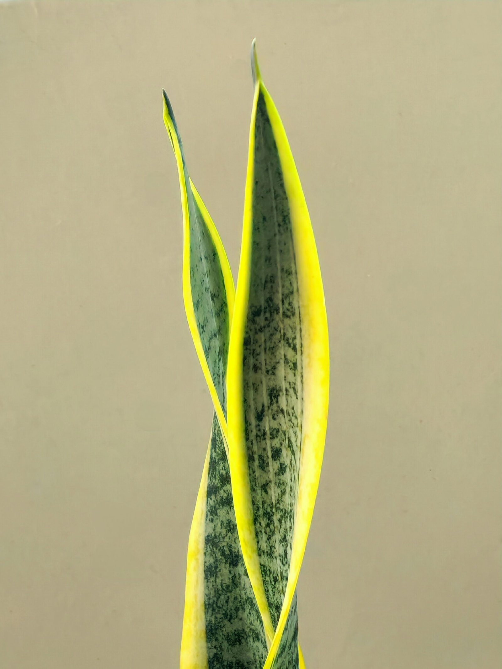 Close-up of yellowing snake plant leaves showing overwatering damage