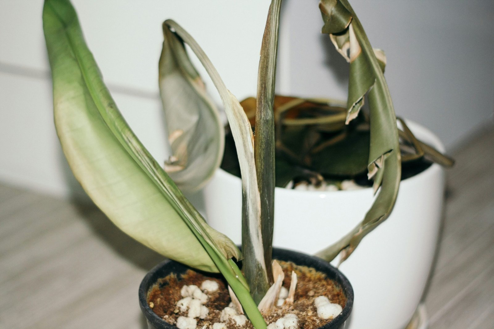 Signs of an overwatered houseplant — yellowing leaves and droopy stems