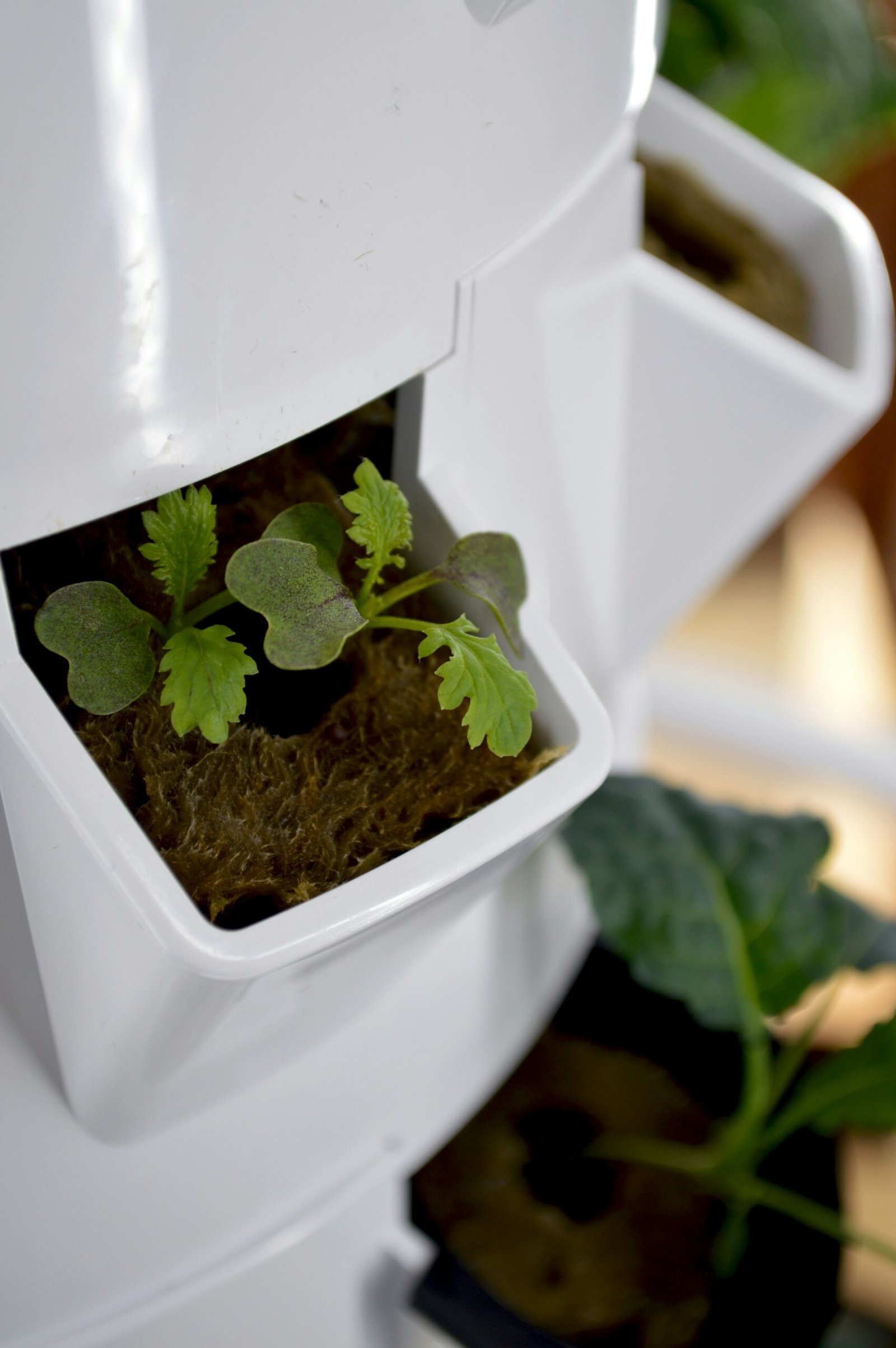 A close-up of Click & Grow's smart soil pods being placed into a hydroponic system