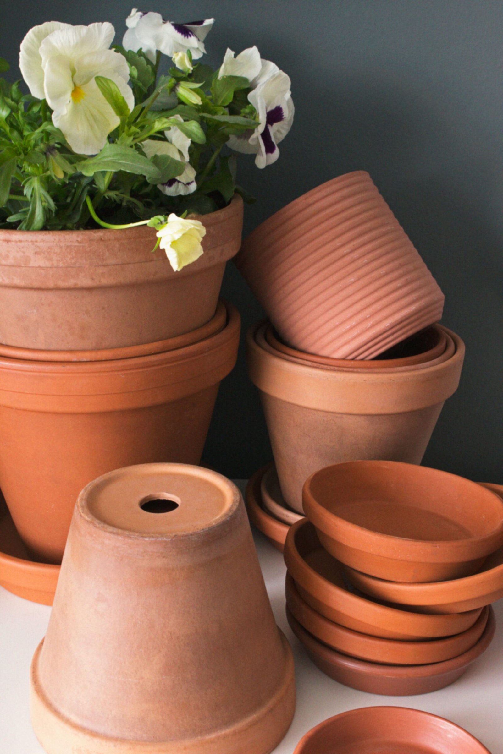 A simple terracotta pot with drainage hole holding a healthy small houseplant