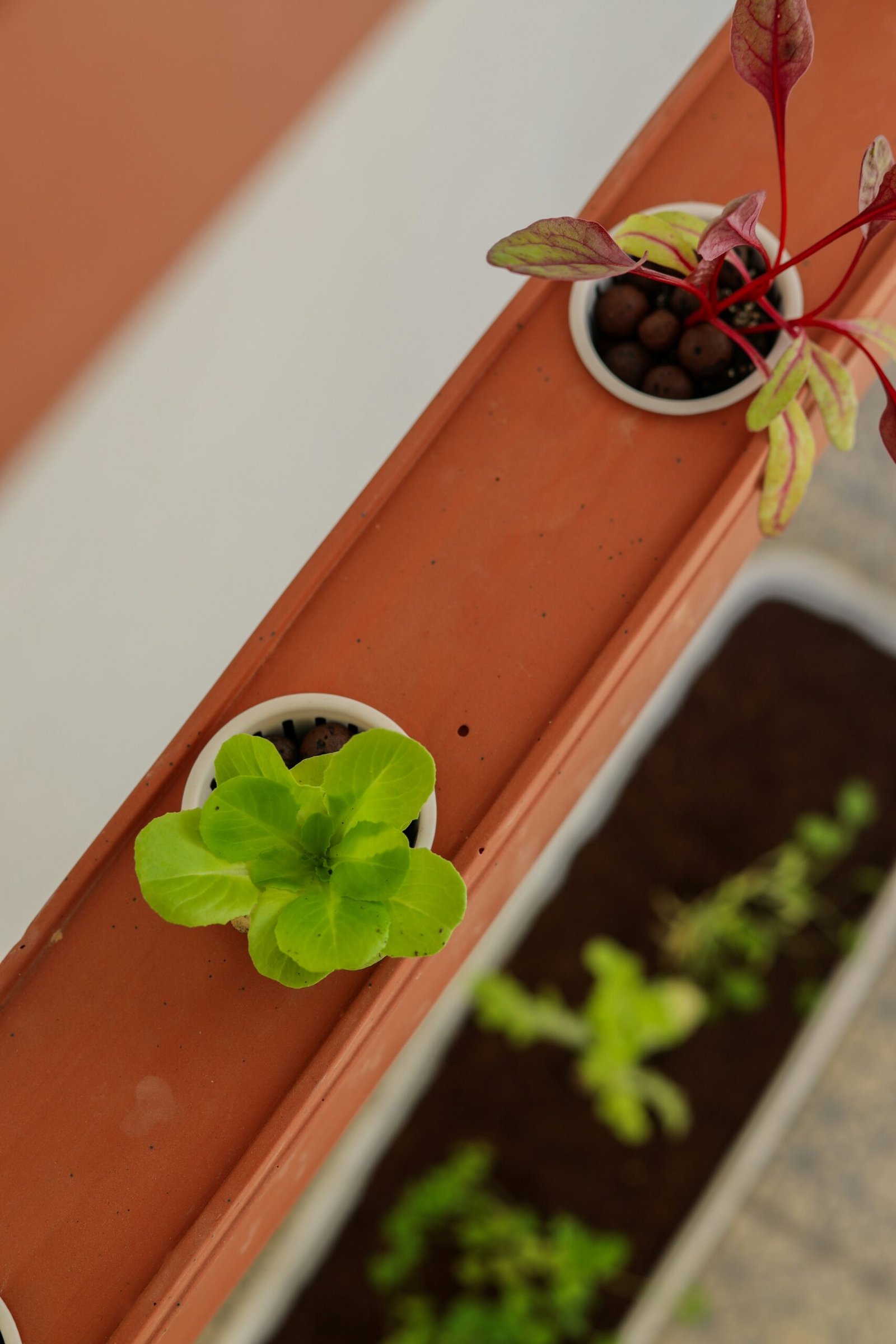 Hands tending to a vertical garden with fresh leafy greens