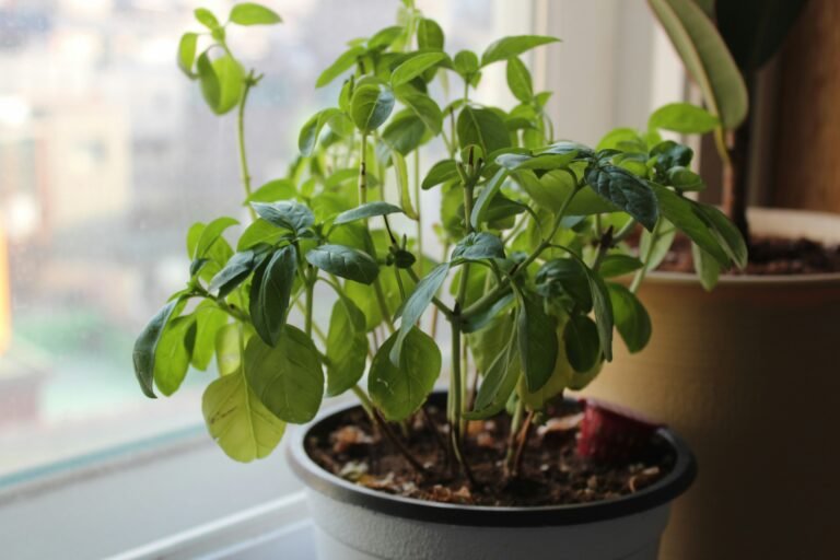 A pot of lush green basil growing on a sunny kitchen windowsill