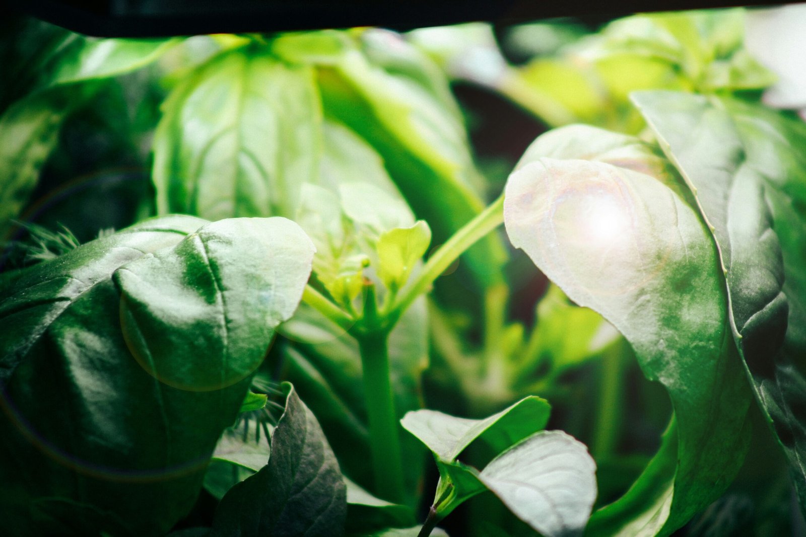 Basil seedlings under a small grow light on a kitchen counter in winter