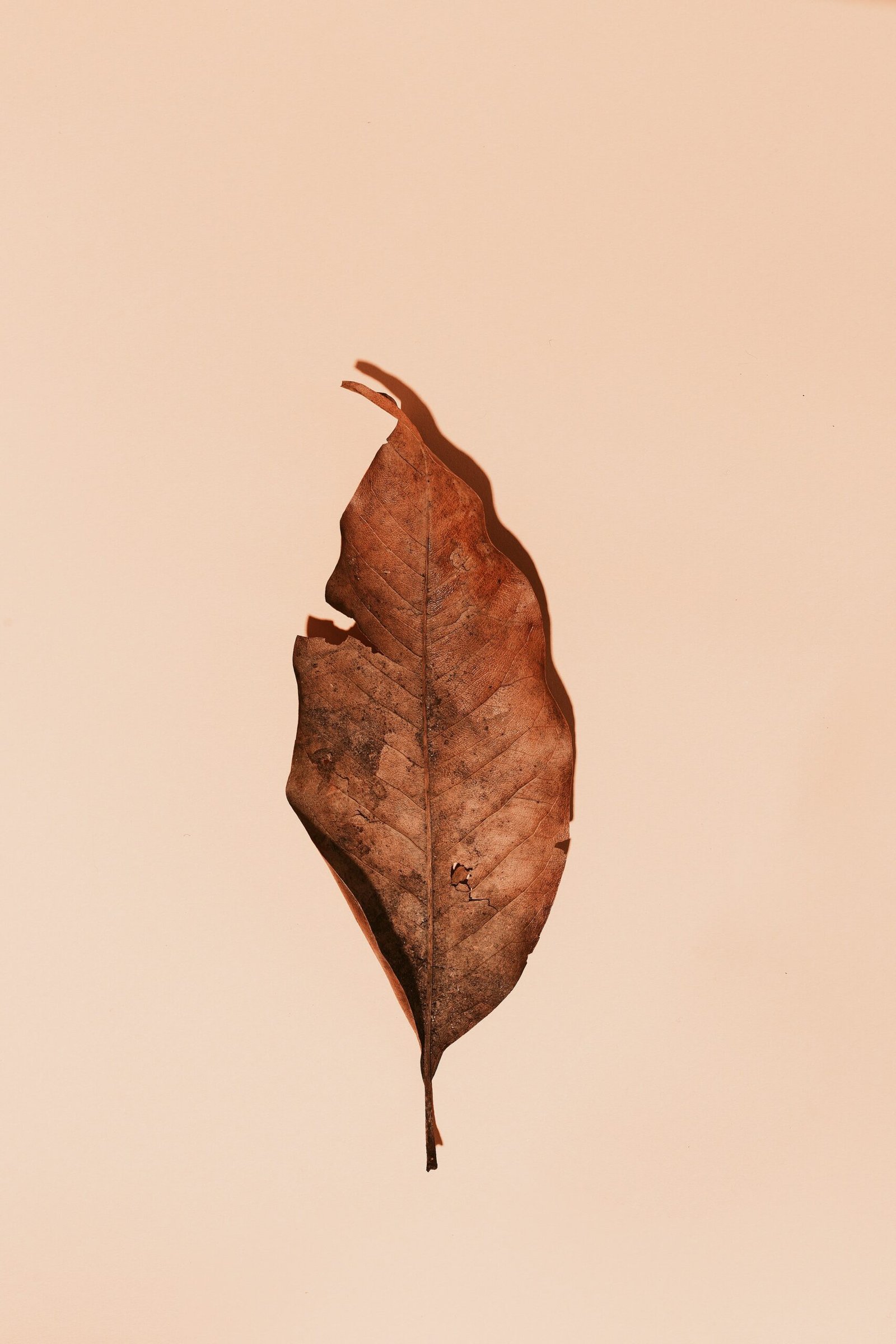 Close-up of a houseplant leaf with dry, crispy brown tips against a bright window