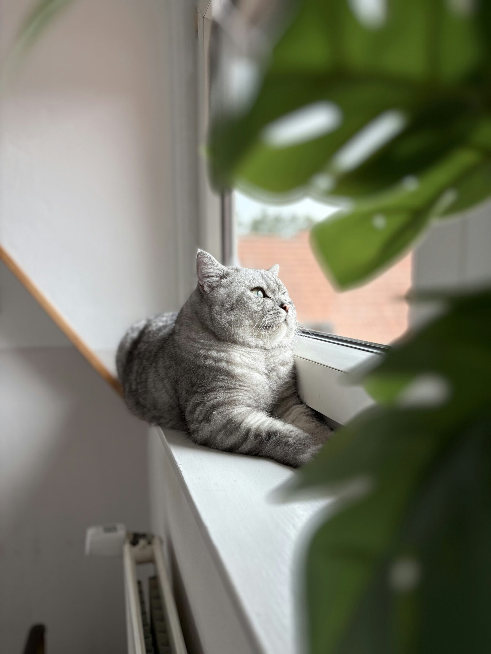 A cat sitting next to a windowsill of pet-safe houseplants in a small apartment