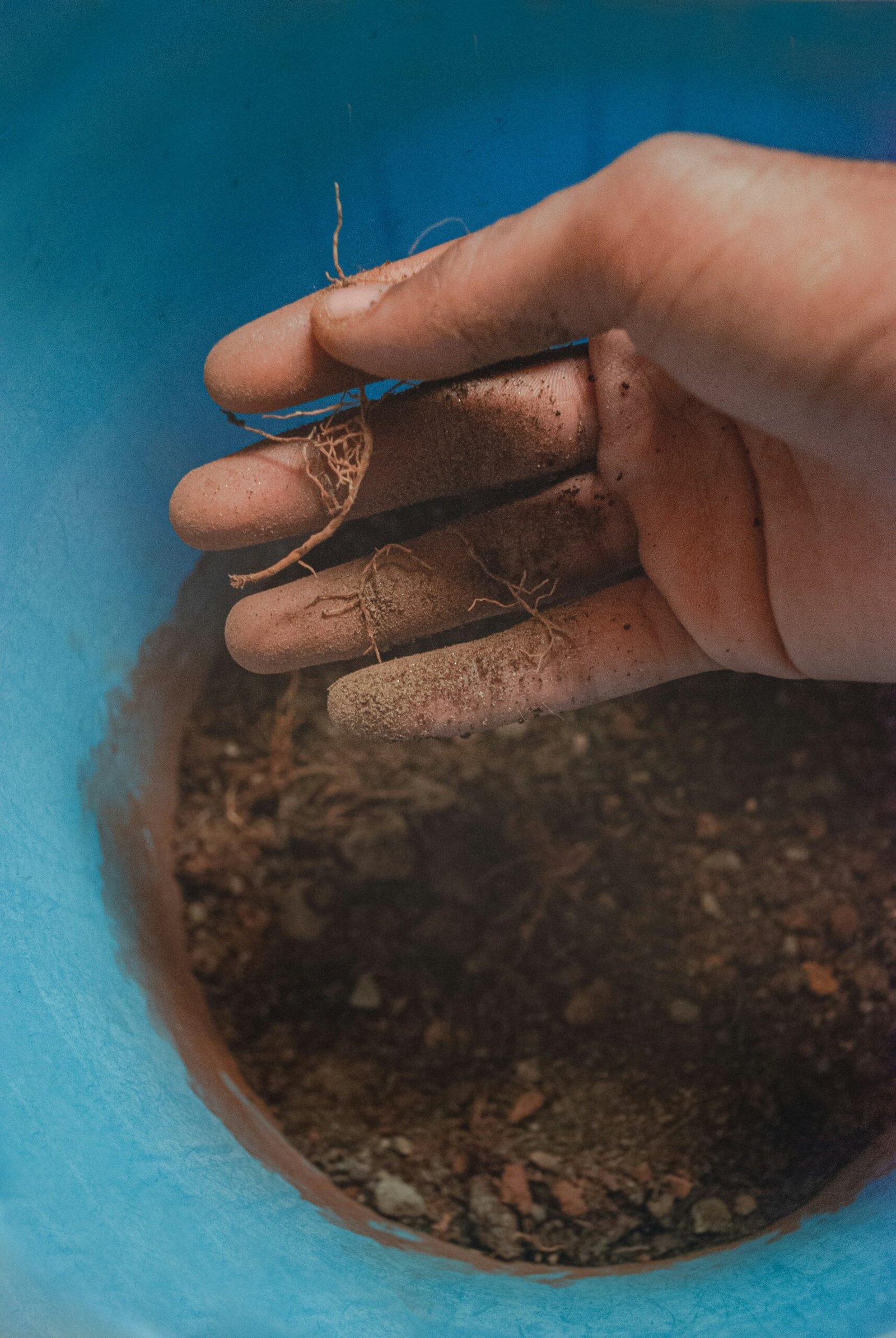 A hand checking dry topsoil of a houseplant before watering