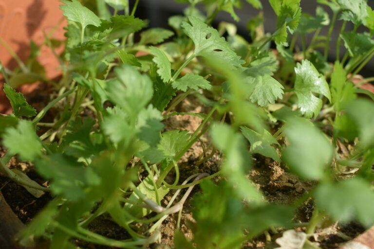 A pot of fresh cilantro growing on a bright kitchen windowsill