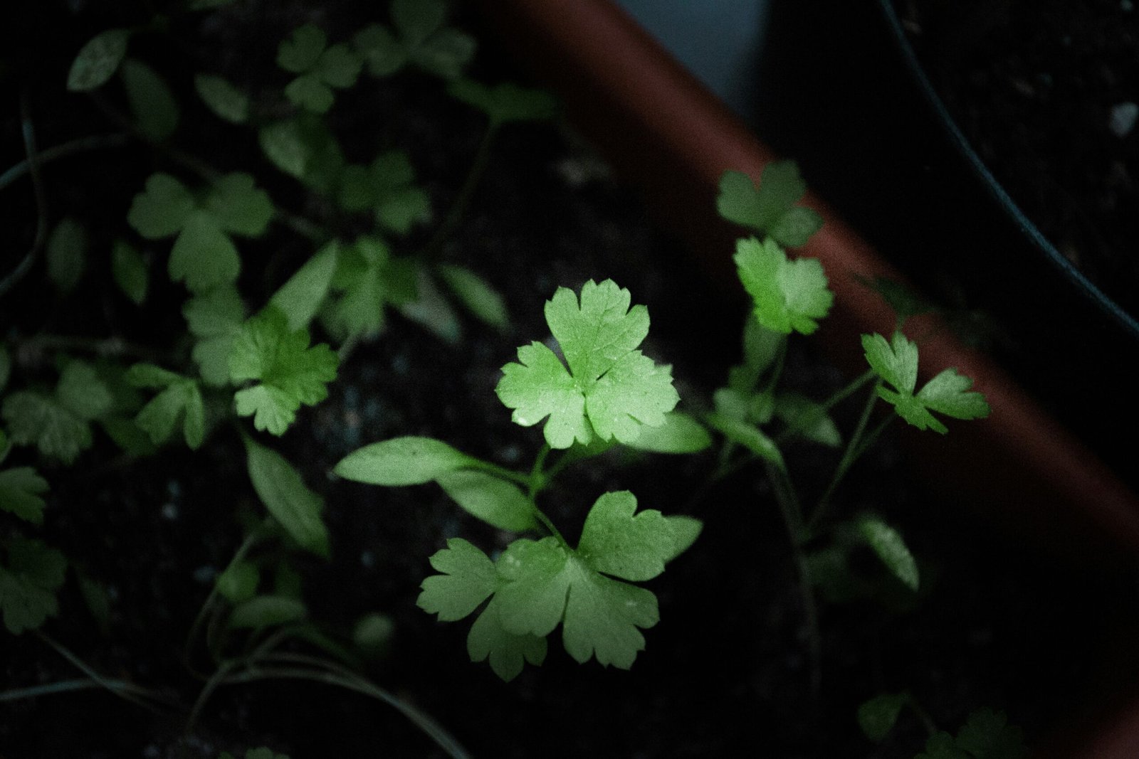 Cilantro seedlings sprouting densely in a deep pot on a sunny sill