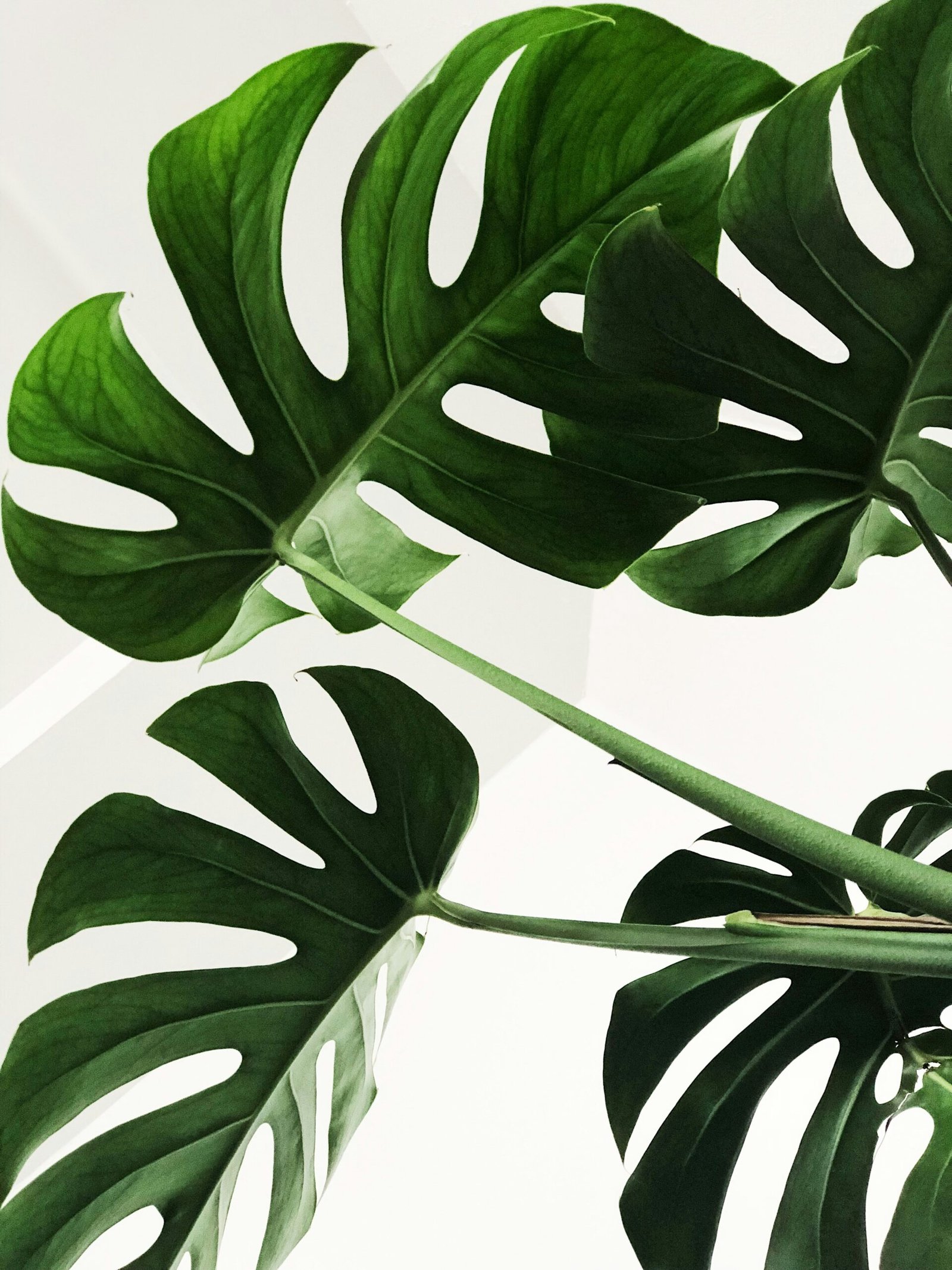 Close-up of a houseplant with curling, cupped leaves against a bright window