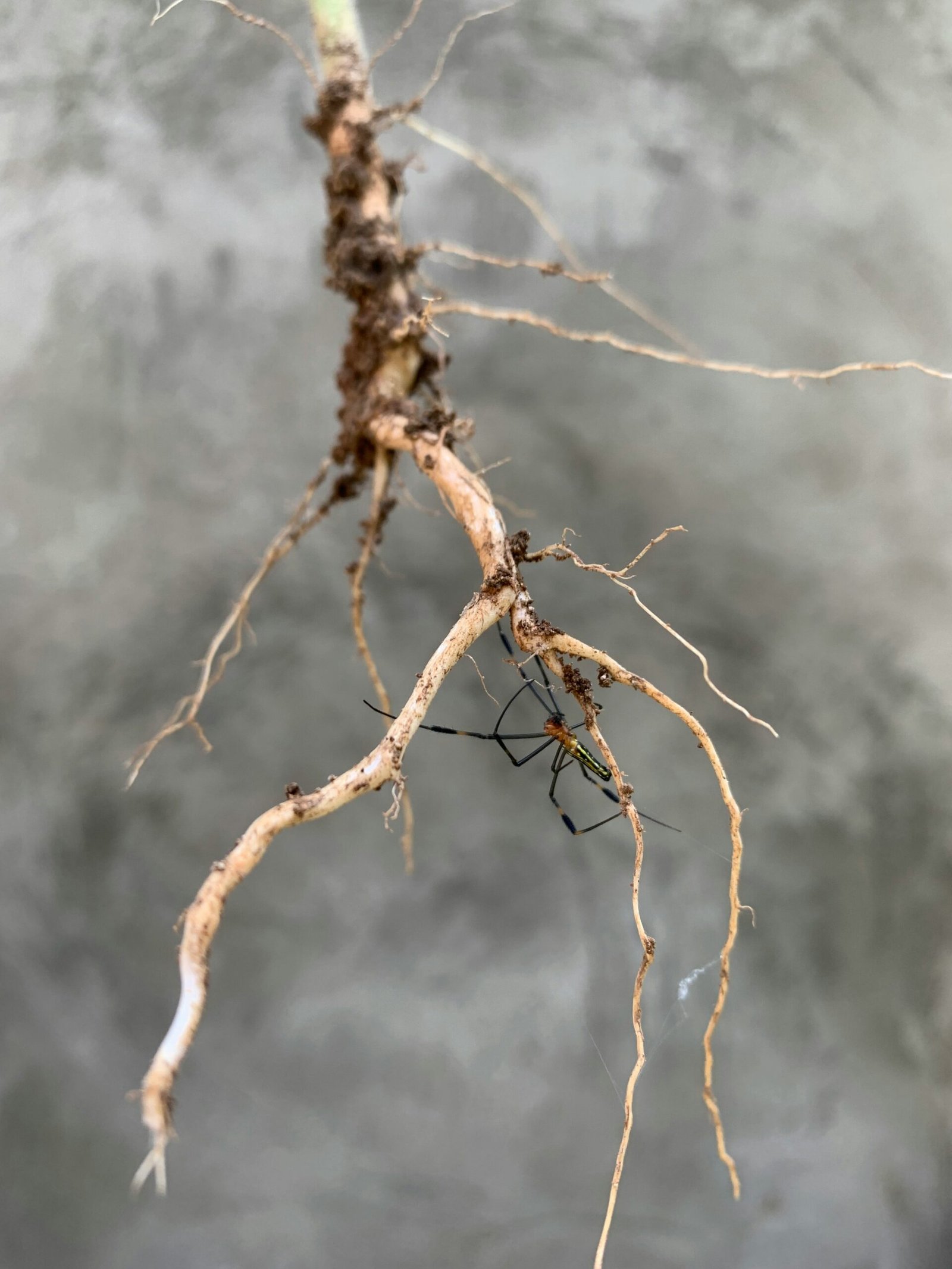 A healthy cutting showing a node and small white roots growing in a clear glass