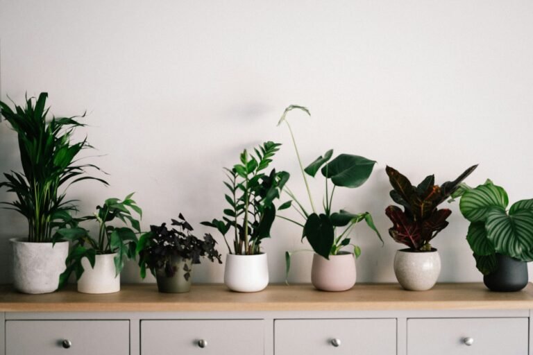A person adding liquid fertilizer to a watering can beside several potted houseplants