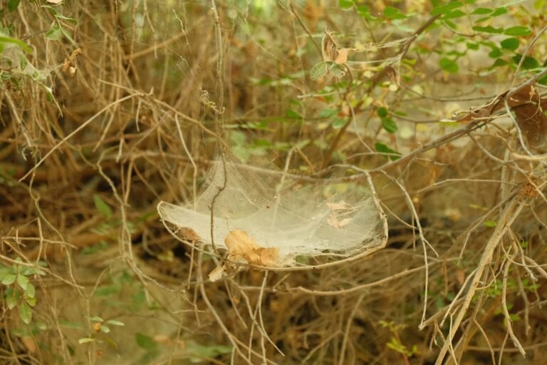 Close-up of a yellow sticky trap covered in fungus gnats next to a houseplant