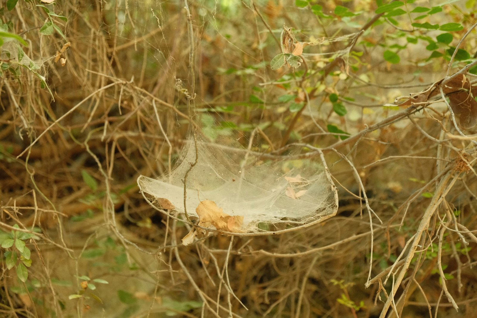 Close-up of a yellow sticky trap covered in fungus gnats next to a houseplant