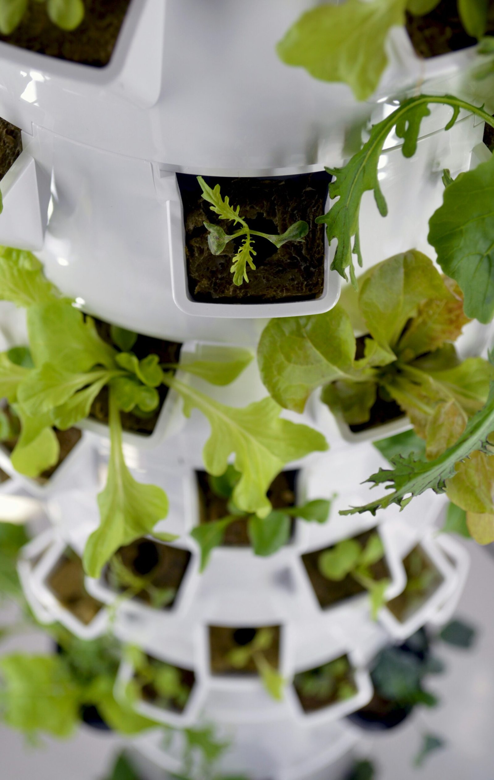 Vertical garden tower planter full of lettuce and herbs on a sunny balcony