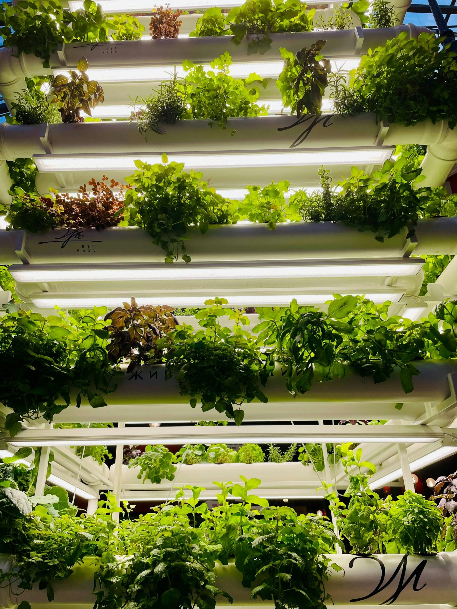Tall vertical planter with herbs and greens beside a bright apartment window