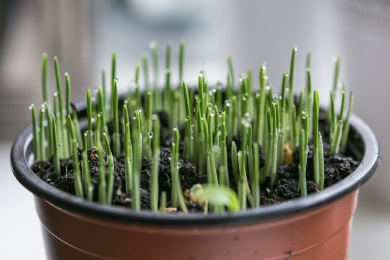 A glass of water on a windowsill holding green onion roots regrowing fresh green shoots