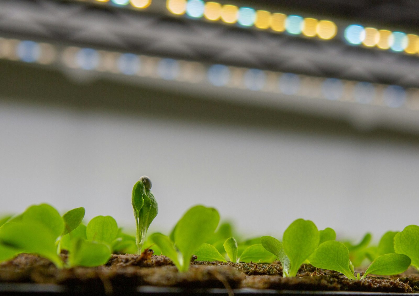 Lettuce and herbs growing under a purple-tinted grow light indoors