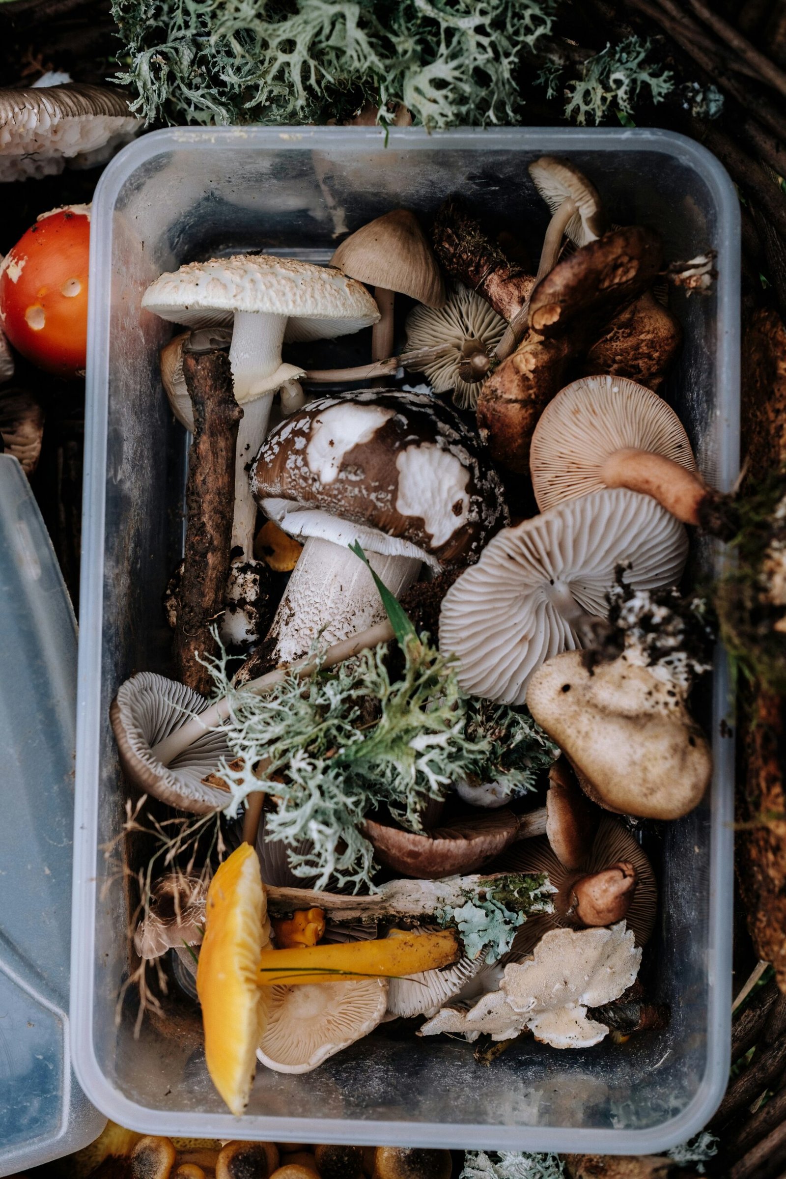 A wooden tray of freshly harvested oyster mushrooms in a small home growing setup