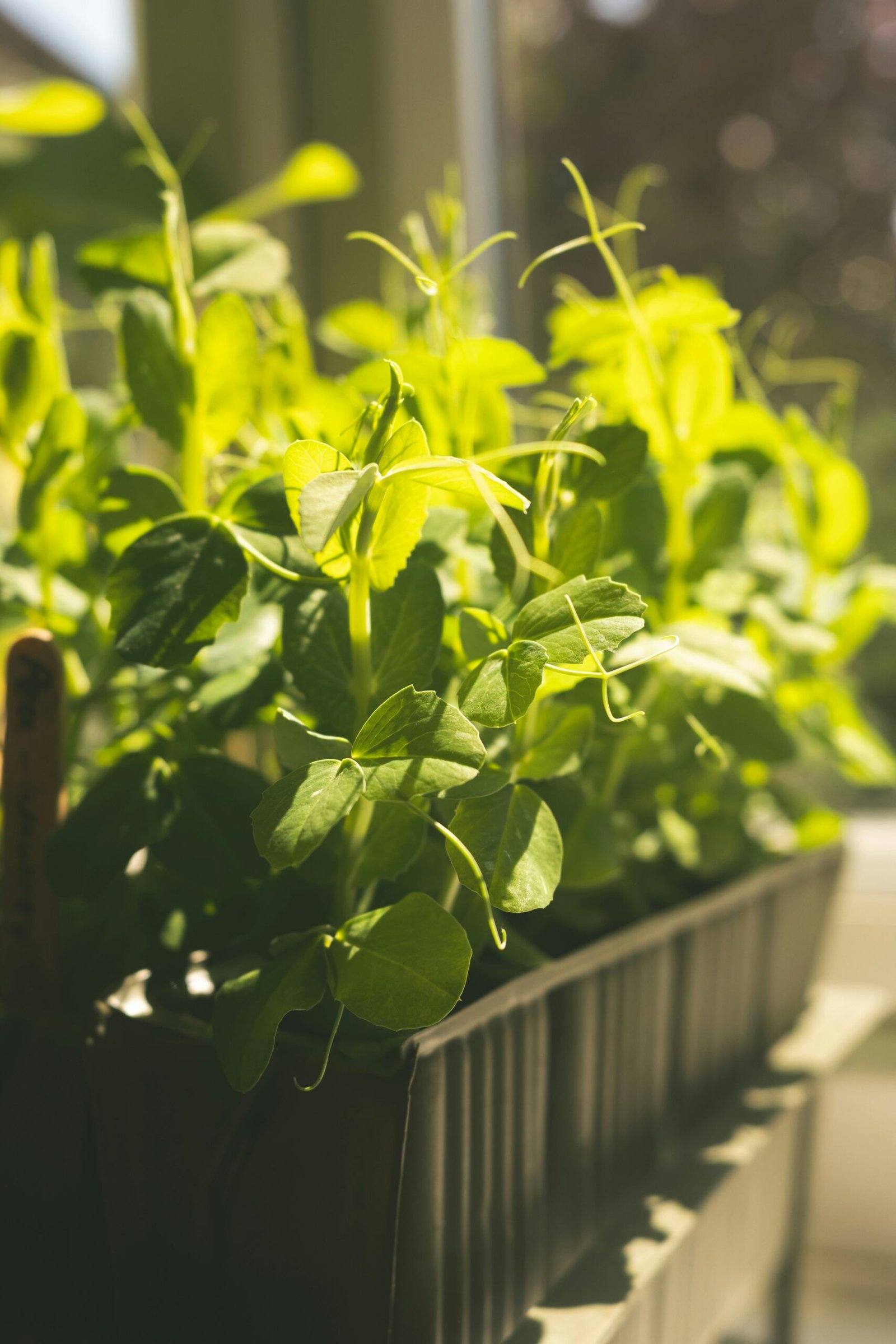 A simple wire rack with microgreen trays and a clip-on grow light in a home corner