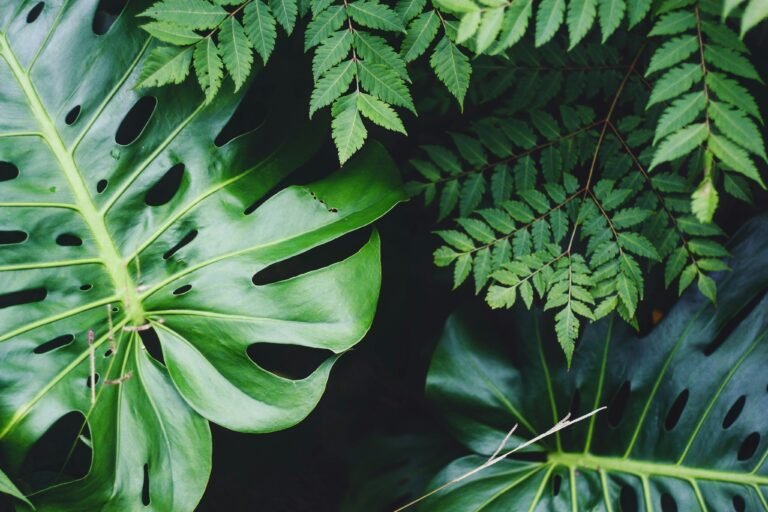 A group of tropical houseplants clustered together near a small humidifier on a shelf