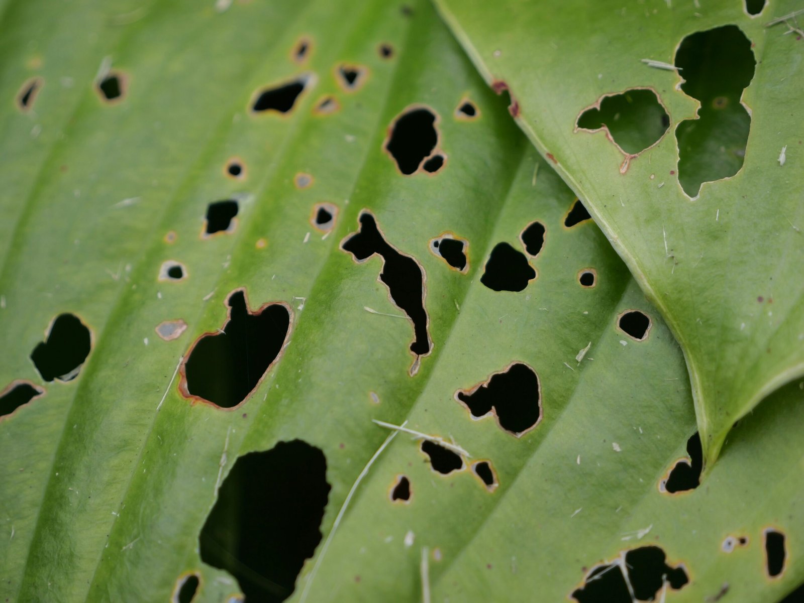 Underside of a houseplant leaf showing fine pale speckling damage