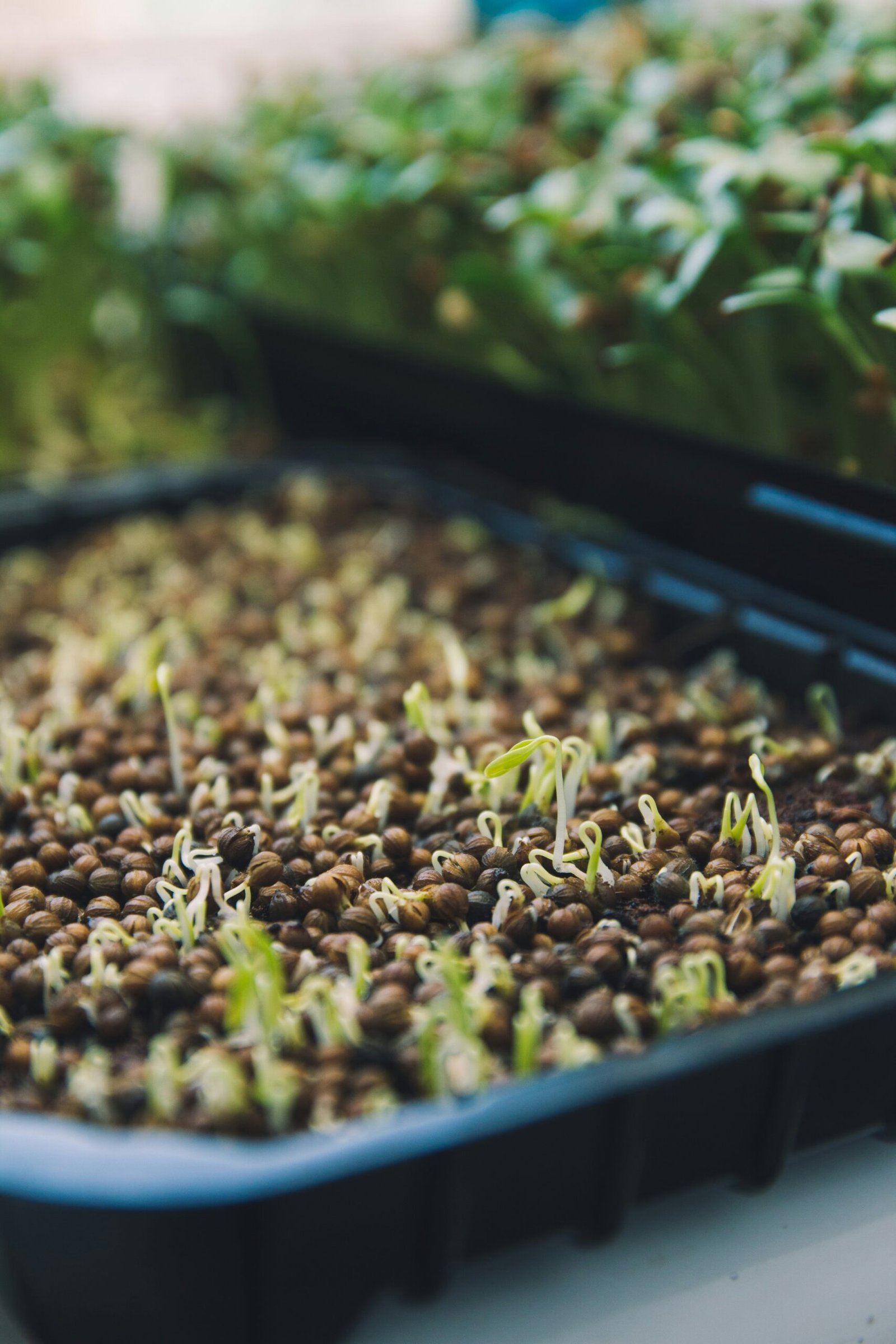 Shelves of microgreen trays growing under lights in a spare room set up as a small business