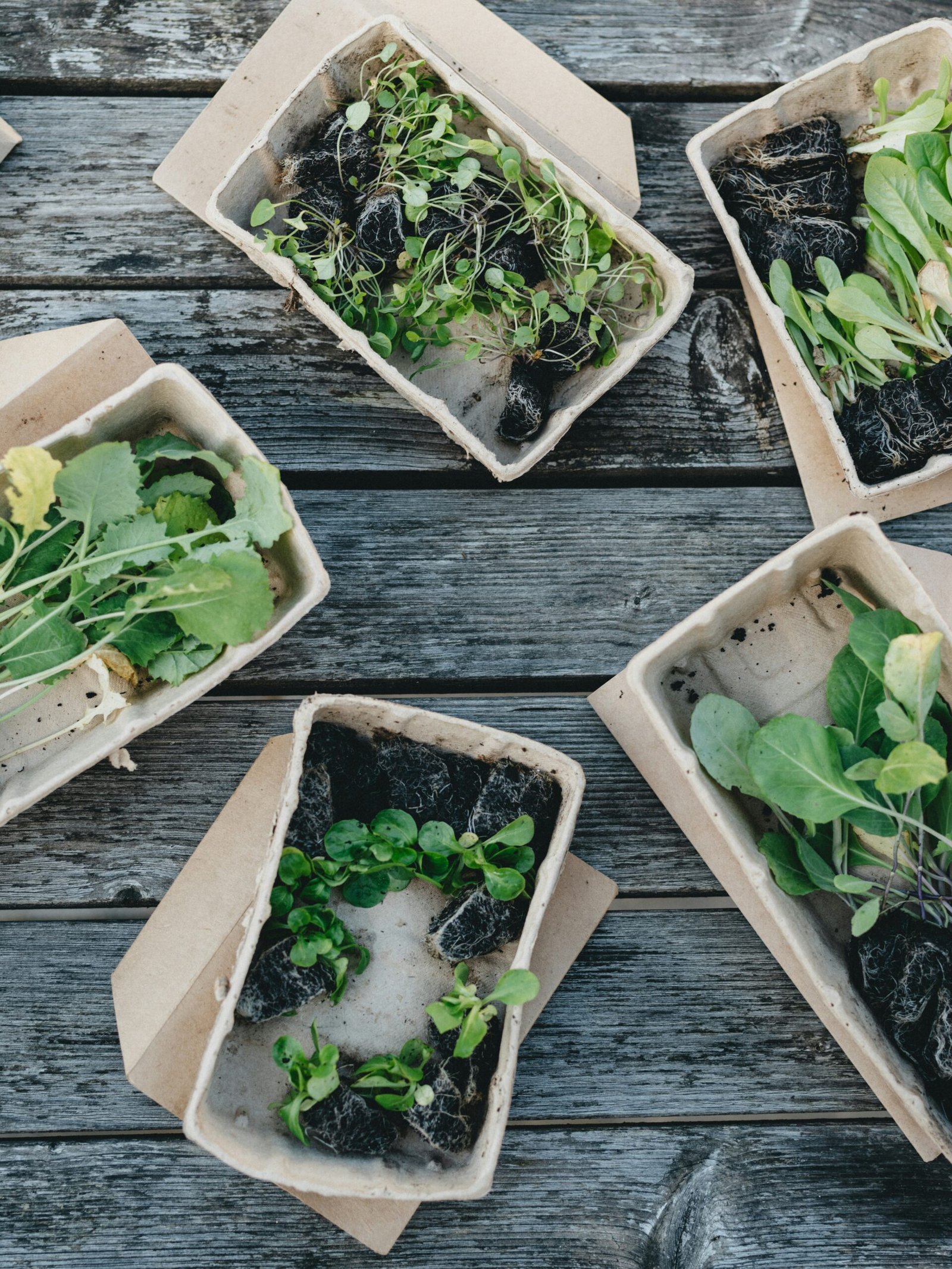 Tray of fresh microgreens samples in a labeled clamshell ready to show a chef