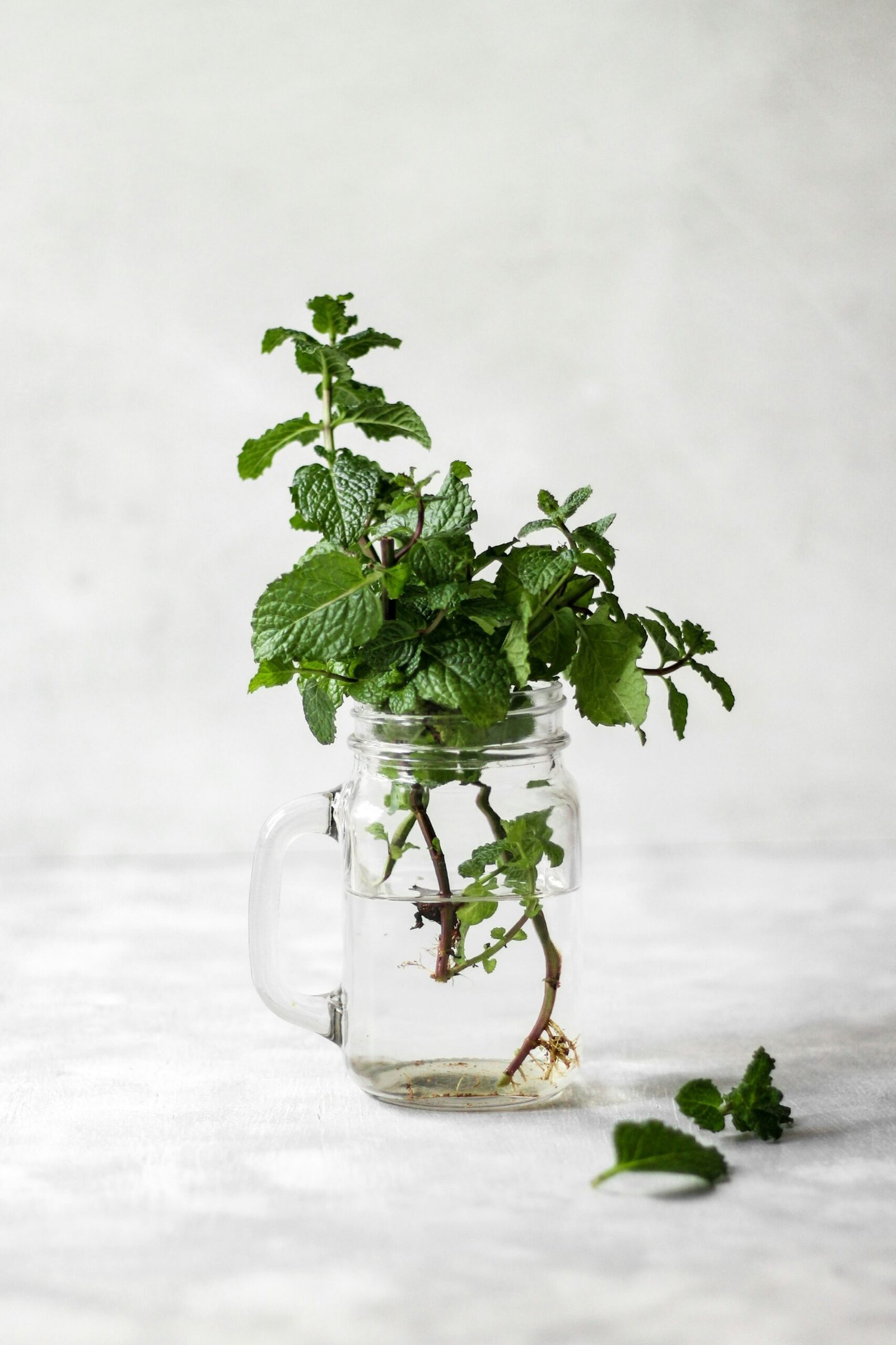 A mint cutting rooting in a glass of water on a sunny sill