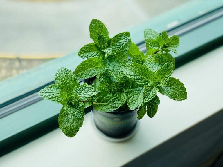 A lush pot of fresh mint growing on a bright kitchen windowsill