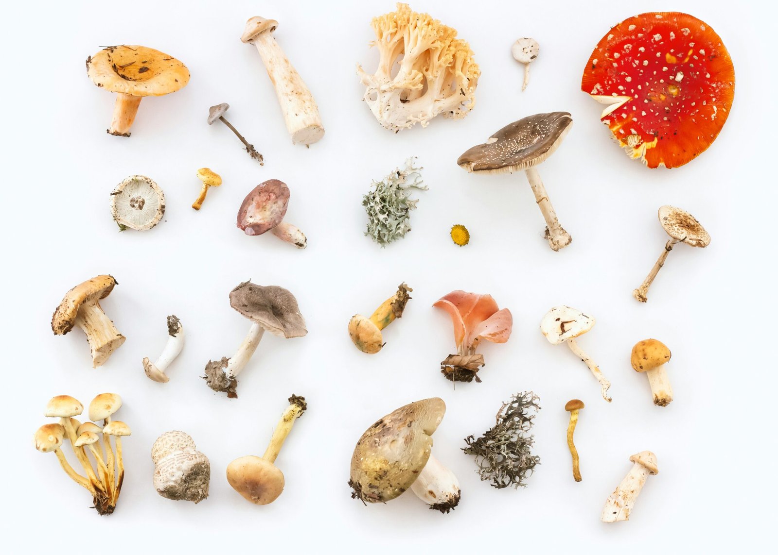 Multiple species of fresh mushrooms — oyster, lion's mane, and king trumpet — on a wooden cutting board