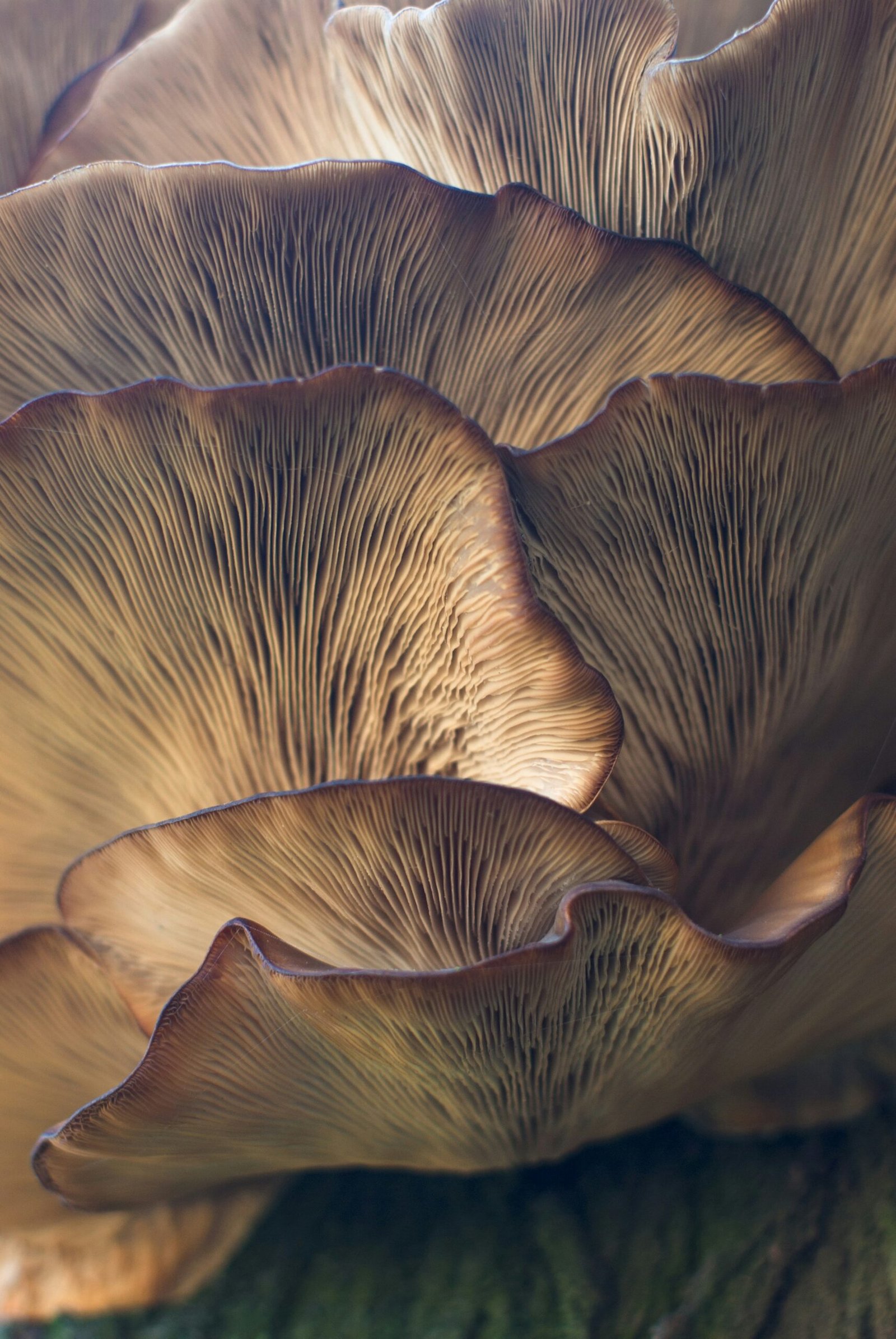 A clean grow tent with oyster mushroom blocks fruiting in high humidity