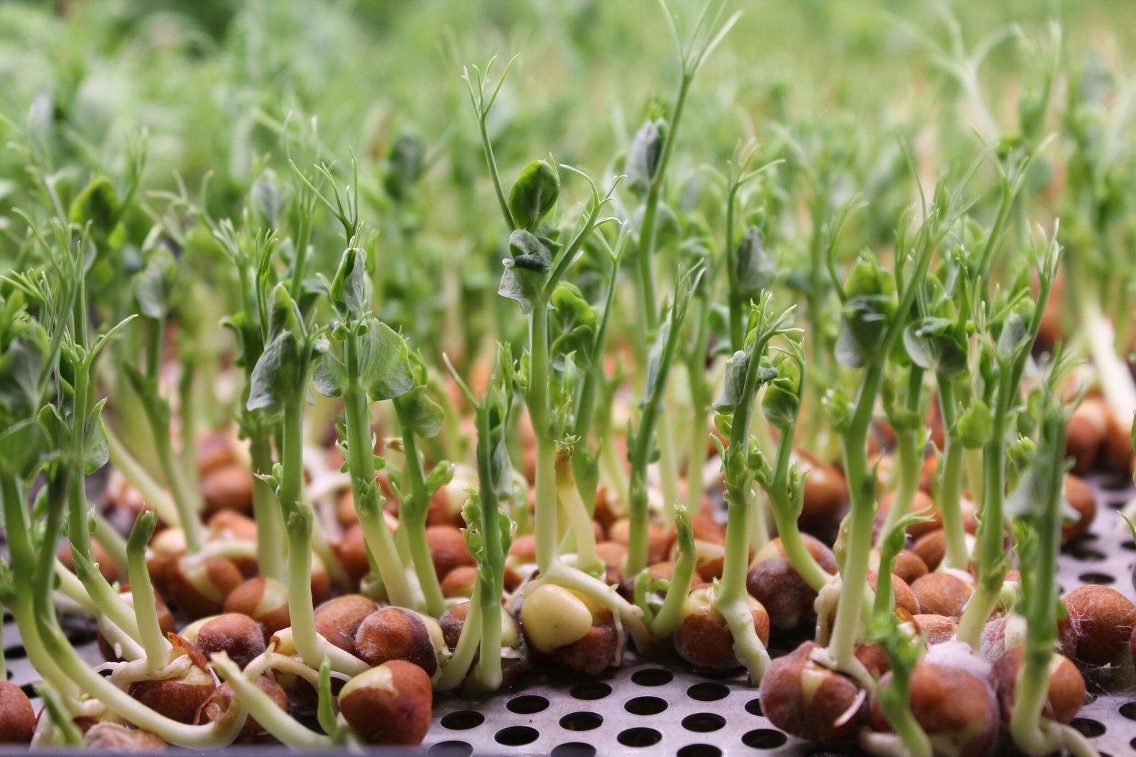 A close-up of healthy pea shoot microgreens ready to weigh and pack