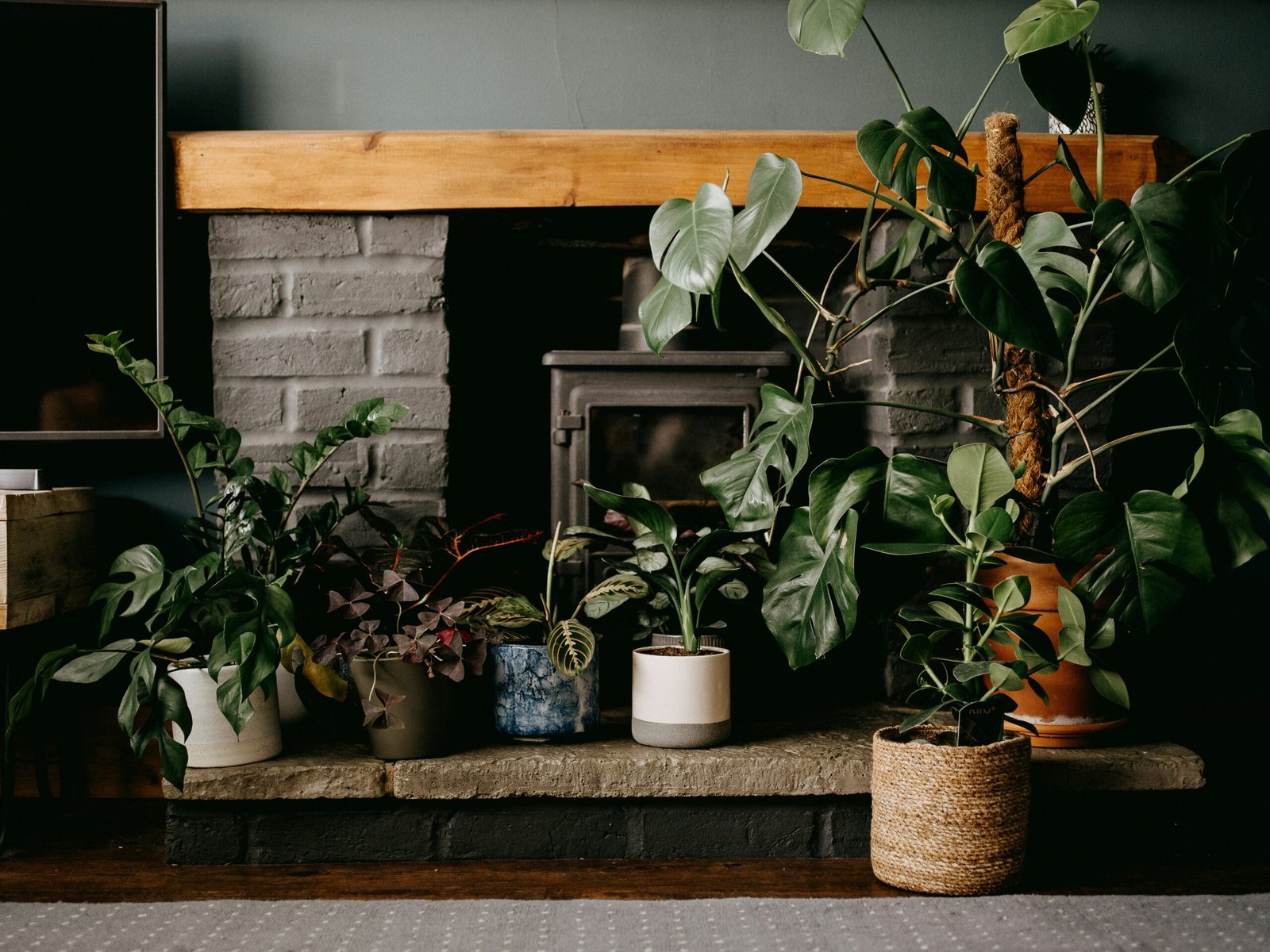 A spider plant and calathea on a shelf, safely out of a pet's reach