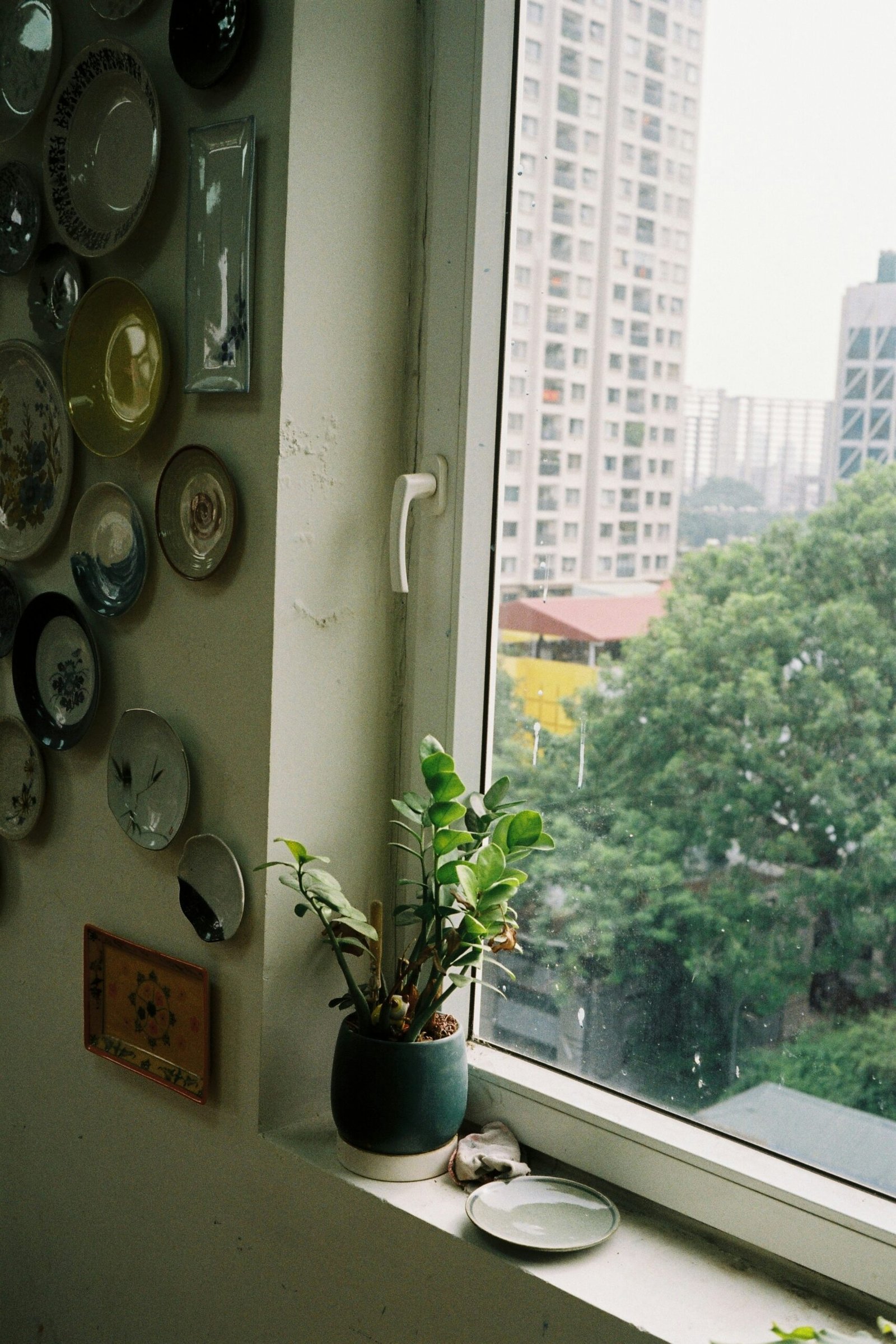 A single houseplant isolated on a windowsill away from other plants for treatment