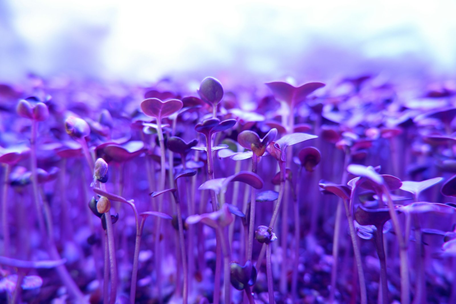 Close-up of dense radish microgreens ready to harvest