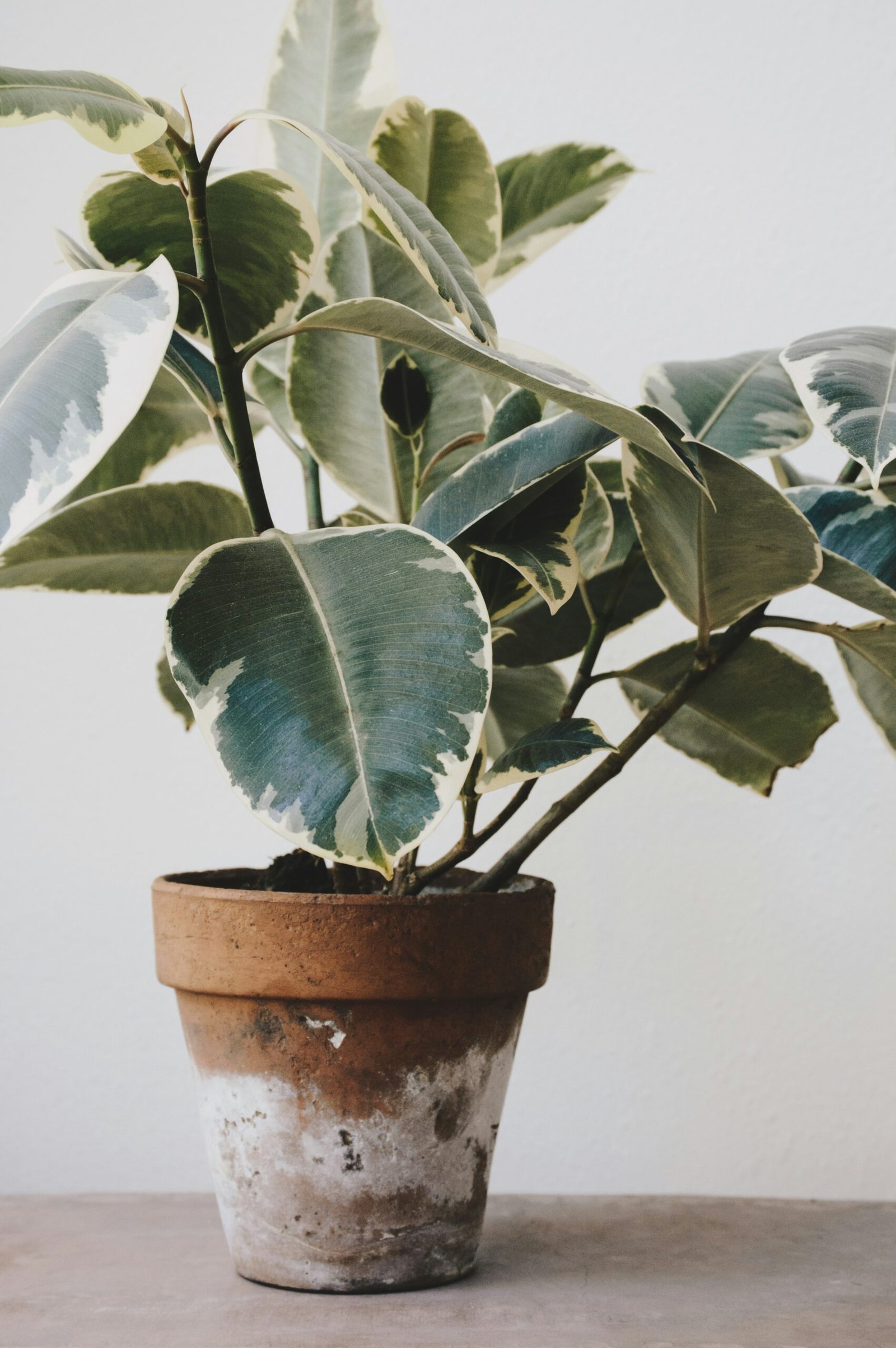 Hands repotting a green houseplant into a terracotta pot on a table covered with soil