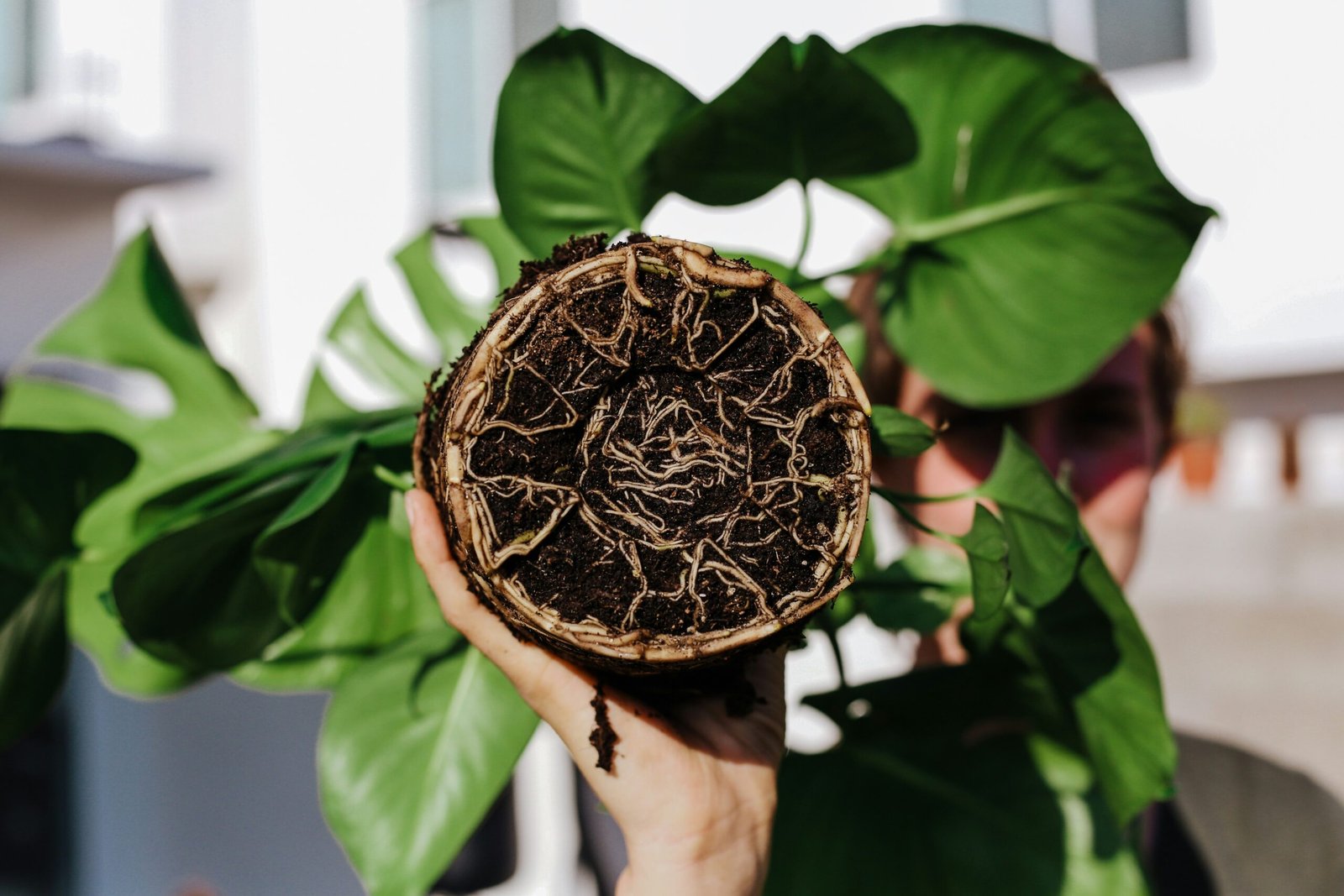 Houseplant with exposed root ball next to a new pot and bag of soil